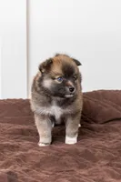 Princess, a female Pomsky for sale in Brooklyn, NY – 7 of 7
