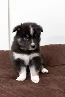 Cookie, a female Pomsky for sale in Brooklyn, NY – 6 of 6