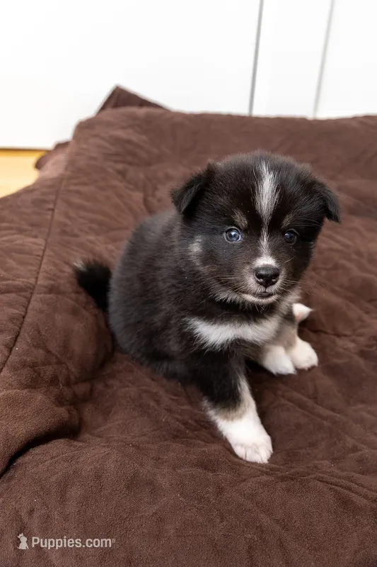 Cookie – Pomsky puppy for sale in Brooklyn, NY