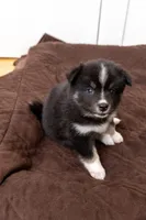 Cookie, a female Pomsky for sale in Brooklyn, NY – 1 of 6