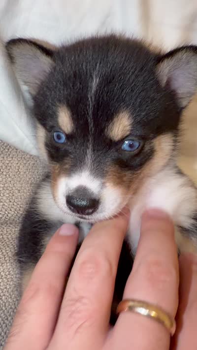 Blossom, a female Pomsky for sale in Brooklyn, NY – 4 of 4