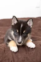 Troy, a male Pomsky for sale in Brooklyn, NY – 2 of 3