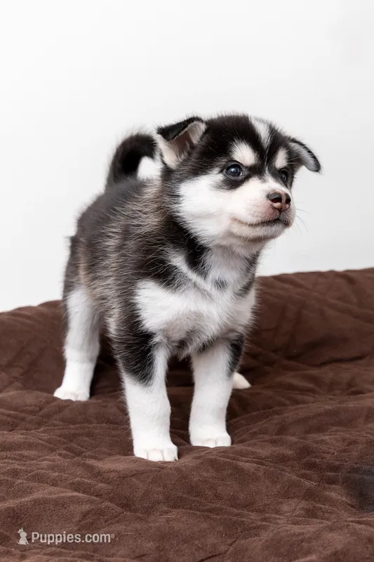 Bolt – Pomsky puppy for sale in Brooklyn, NY