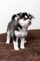 Bolt, a male Pomsky for sale in Brooklyn, NY – 1 of 4