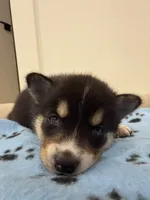 Blossom, a female Pomsky for sale in Brooklyn, NY – 3 of 4
