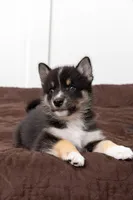 Troy, a male Pomsky for sale in Brooklyn, NY – 1 of 3