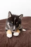 Troy, a male Pomsky for sale in Brooklyn, NY – 3 of 3