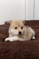 Biggy, a female Pomsky for sale in Brooklyn, NY – 5 of 5