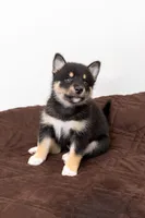 Sunshine , a female Pomsky for sale in Brooklyn, NY – 5 of 5