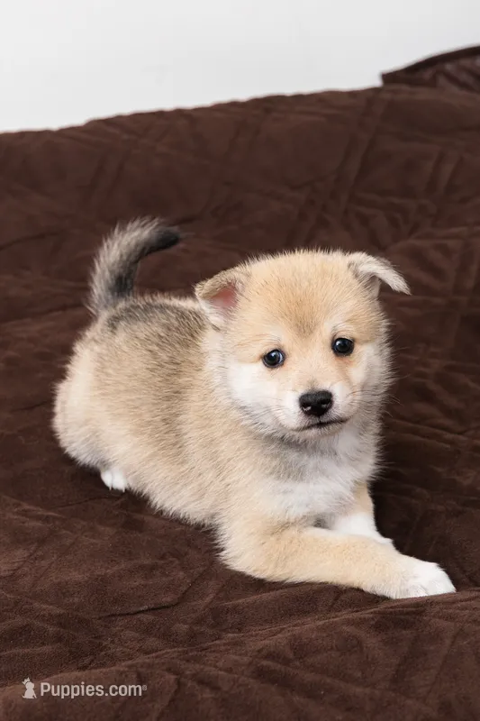 Biggy – Pomsky puppy for sale in Brooklyn, NY