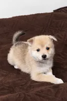 Biggy, a female Pomsky for sale in Brooklyn, NY – 1 of 5