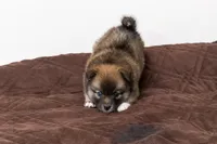 Princess, a female Pomsky for sale in Brooklyn, NY – 5 of 7