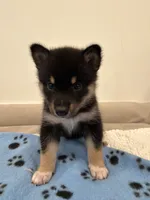 Sunshine , a female Pomsky for sale in Brooklyn, NY – 3 of 5