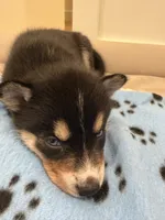 Blossom, a female Pomsky for sale in Brooklyn, NY – 2 of 4