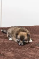 Princess, a female Pomsky for sale in Brooklyn, NY – 2 of 7