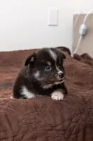 Cookie, a female Pomsky for sale in Brooklyn, NY – 5 of 6
