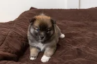 Princess, a female Pomsky for sale in Brooklyn, NY – 3 of 7