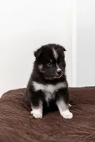 Cookie, a female Pomsky for sale in Brooklyn, NY – 3 of 6