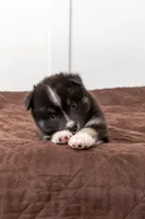 Cookie, a female Pomsky for sale in Brooklyn, NY – 4 of 6