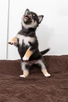 Sunshine , a female Pomsky for sale in Brooklyn, NY – 2 of 5