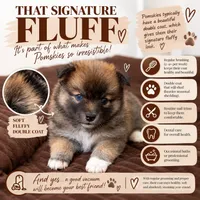 Princess, a female Pomsky for sale in Brooklyn, NY – 6 of 7