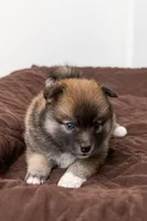 Princess, a female Pomsky for sale in Brooklyn, NY – 4 of 7
