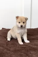 Biggy, a female Pomsky for sale in Brooklyn, NY – 4 of 5