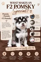 Bolt, a male Pomsky for sale in Brooklyn, NY – 4 of 4