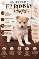 Biggy, a female Pomsky for sale in Brooklyn, NY – 3 of 5