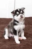 Bolt, a male Pomsky for sale in Brooklyn, NY – 2 of 4