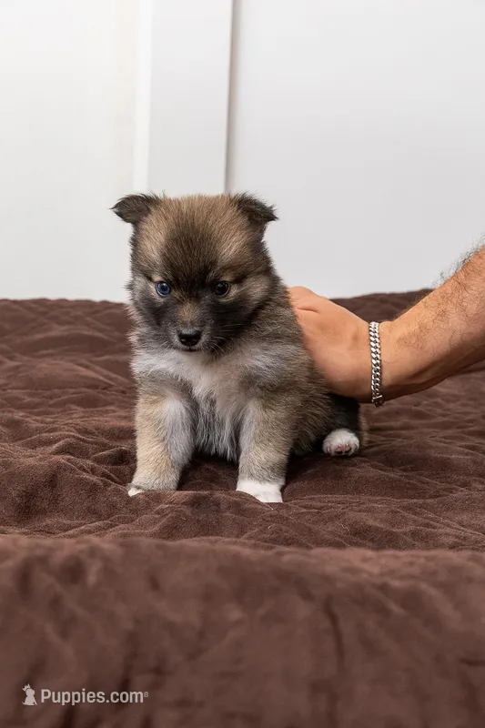 Princess – Pomsky puppy for sale in Brooklyn, NY