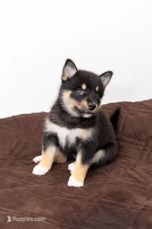 Sunshine  – Pomsky puppy for sale in Brooklyn, NY