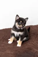 Sunshine , a female Pomsky for sale in Brooklyn, NY – 1 of 5
