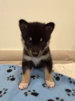 Sunshine , a female Pomsky for sale in Brooklyn, NY – 4 of 5