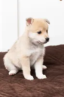 Biggy, a female Pomsky for sale in Brooklyn, NY – 2 of 5