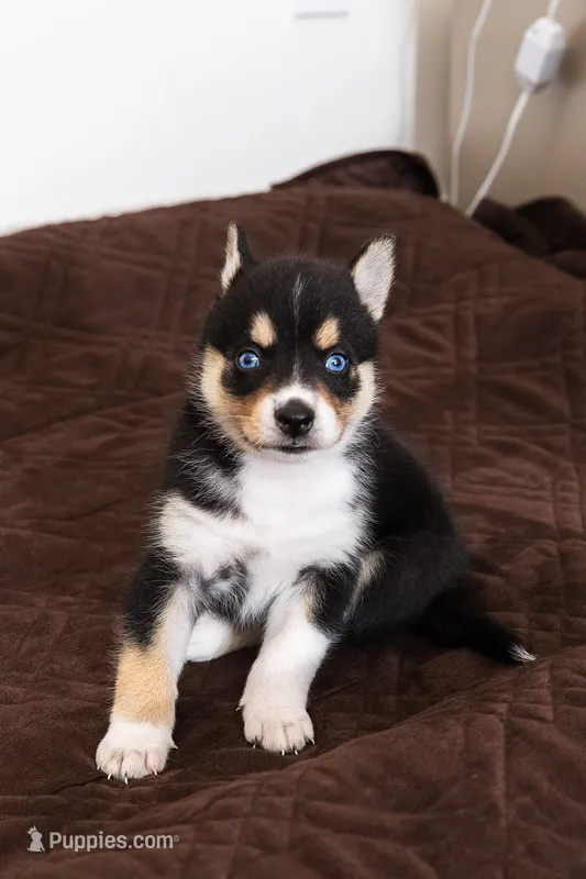Blossom – Pomsky puppy for sale in Brooklyn, NY