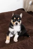 Blossom, a female Pomsky for sale in Brooklyn, NY – 1 of 4