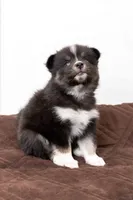 Cookie, a female Pomsky for sale in Brooklyn, NY – 2 of 6