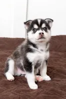 Bolt, a male Pomsky for sale in Brooklyn, NY – 3 of 4