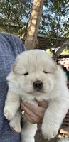 Pretty Boy, a  Chow Chow for sale in Fontana, CA – 1 of 10
