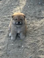 Red Valentine , a male Chow Chow for sale in Fontana, CA – Photo 3 of 5