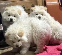 Butterballs Baby, a male Chow Chow for sale in Fontana, CA – 3 of 10