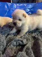 Butterball’s little girl, a female Chow Chow for sale in Fontana, CA – 2 of 6