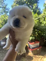 Butterballs Boy # 2 , a male Chow Chow for sale in Fontana, CA – 2 of 10