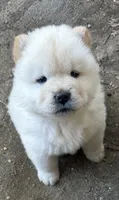 Butterballs Boy -1 , a male Chow Chow for sale in Fontana, CA – 6 of 9