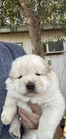 Pretty Boy, a  Chow Chow for sale in Fontana, CA – 5 of 10