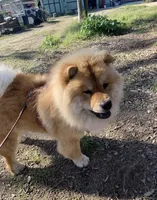 Blue Valentino , a male Chow Chow for sale in Fontana, CA – Photo 2 of 5