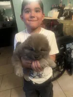 Blue Valentino , a male Chow Chow for sale in Fontana, CA – Photo 3 of 5
