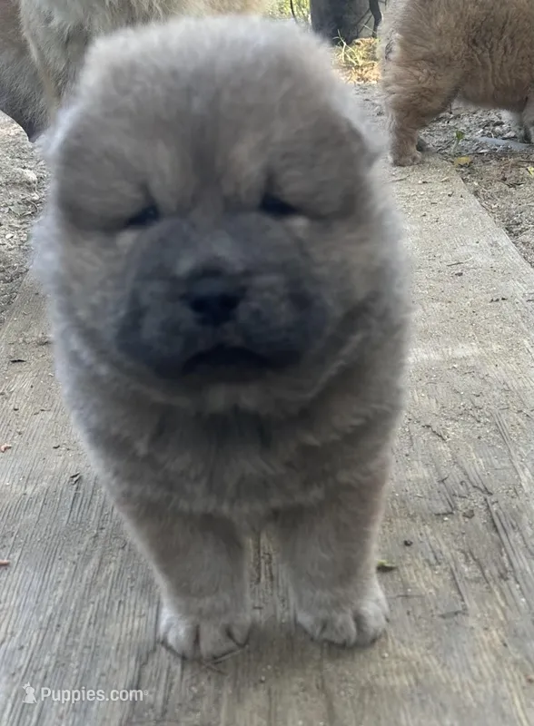 Blue Valentino  – Chow Chow puppy for sale in Fontana, CA