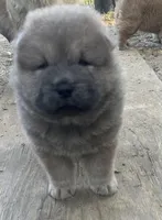 Blue Valentino , a male Chow Chow for sale in Fontana, CA – Photo 1 of 5